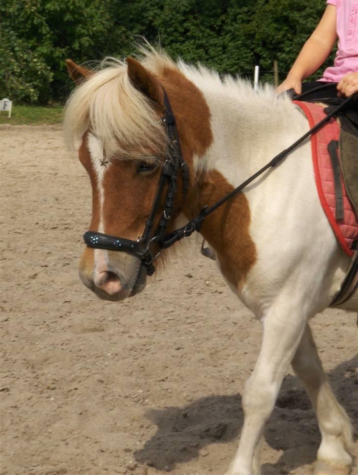 Shetlænder Bailey - #15 Træning på banen billede 15