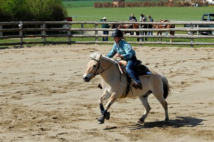 Fjordhest Mads (solgt) - ALLE BILLEDER ER PRIVATE OG SKAL NETOP IKK KOPIRES !!!!!!! Stævne 2008 2-4 Maj (Barrel Race 3 plads)  billede 3