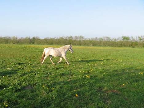 Anden særlig race Schanell billede 8