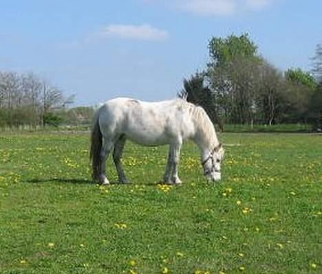 Anden særlig race Schanell billede 9