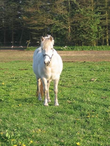 Anden særlig race Schanell billede 10