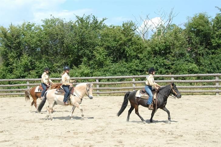 Fjordhest Mads (solgt) - ALLE BILLEDER ER PRIVATE OG SKAL NETOP IKK KOPIRES !!!!!!! Tak !  stævne over i vivild 2008 12-13 juli. her er så lige Dancans Dream Team som vi jo lige bliver kaldt ;)  billede 5