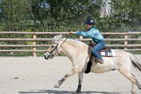Fjordhest Mads (solgt) - ALLE BILLEDER ER PRIVATE OG SKAL NETOP IKK KOPIRES !!!!!!! Tak !  til stævne over i vivild . . . billede 6