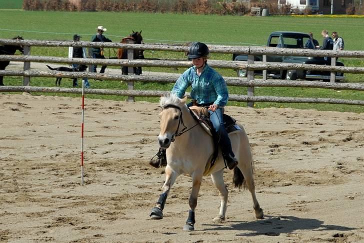 Fjordhest Mads (solgt) - ALLE BILLEDER ER PRIVATE OG SKAL NETOP IKK KOPIRES !!!!!!! Tak !  stævne over i vivild 2008 2-4 Maj (Pole Bending 1 plads) billede 7