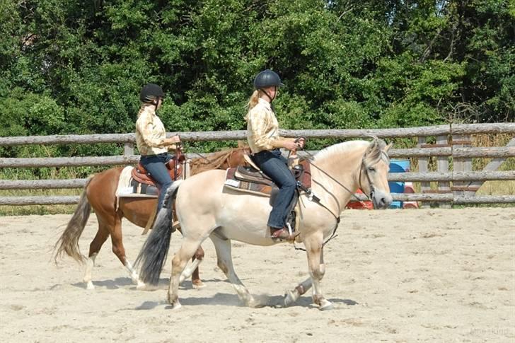 Fjordhest Mads (solgt) - ALLE BILLEDER ER PRIVATE OG SKAL NETOP IKK KOPIRES !!!!!!! Tak ! stævne over i vivild 2008 2-4 Maj (Pole Bending 1 plads) billede 8