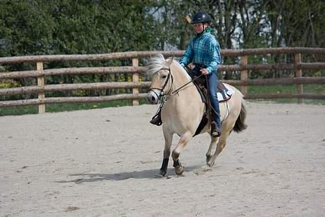 Fjordhest Mads (solgt) - ALLE BILLEDER ER PRIVATE OG SKAL NETOP IKK KOPIRES !!!!!!! Tak !  til stævne over i vivild . . . billede 9