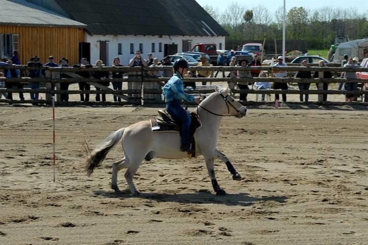 Fjordhest Mads (solgt) - ALLE BILLEDER ER PRIVATE OG SKAL NETOP IKK KOPIRES !!!!!!! Tak !  stævne over i vivild 2008 2-4 maj (Pole Bending 1 plads) Lige et lækkert changement :P hehe billede 10