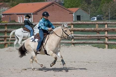 Fjordhest Mads (solgt) - ALLE BILLEDER ER PRIVATE OG SKAL NETOP IKK KOPIRES !!!!!!! Tak !  til stævne over i vivild . . . billede 11