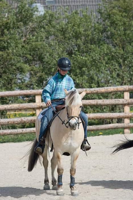Fjordhest Mads (solgt) - ALLE BILLEDER ER PRIVATE OG SKAL NETOP IKK KOPIRES !!!!!!! Tak !  til stævne over i vivild . . . billede 14