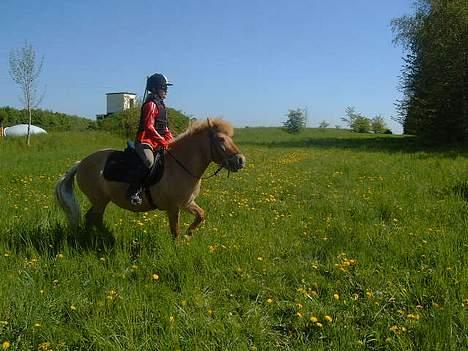 Anden særlig race Petit - Steff på petit 1. tur en jagt i Vestskoven d 6 maj 07 hun ville meget herne afsted nu ! billede 15