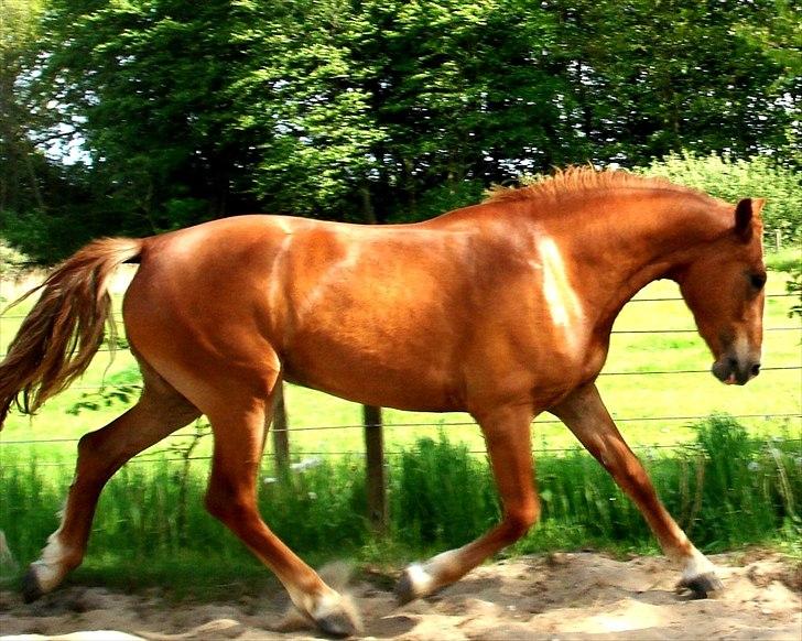 Frederiksborg <3 Lotte (Krone 1) <3 billede 1