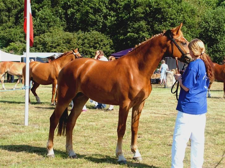 Frederiksborg <3 Lotte (Krone 1) <3 - Lotte,  Silkeborg dyrskue  d. 9 juni 2007 23 Point og ærespræmie. billede 2