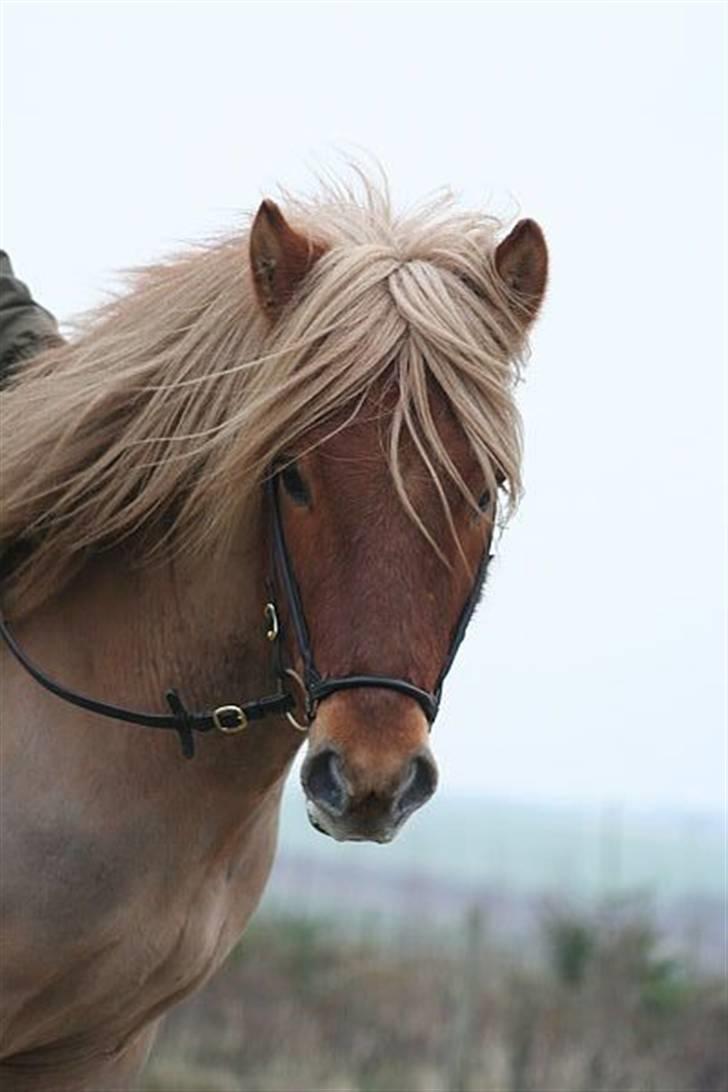 Islænder Tímon fra Korshøje  - Velkommen til Tímons profil. Foto: Vanessa Dreisig billede 1