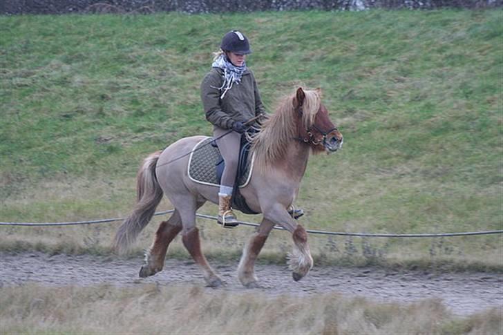 Islænder Tímon fra Korshøje  - Tølt januar 08. Foto: Vanessa Dreisig billede 2