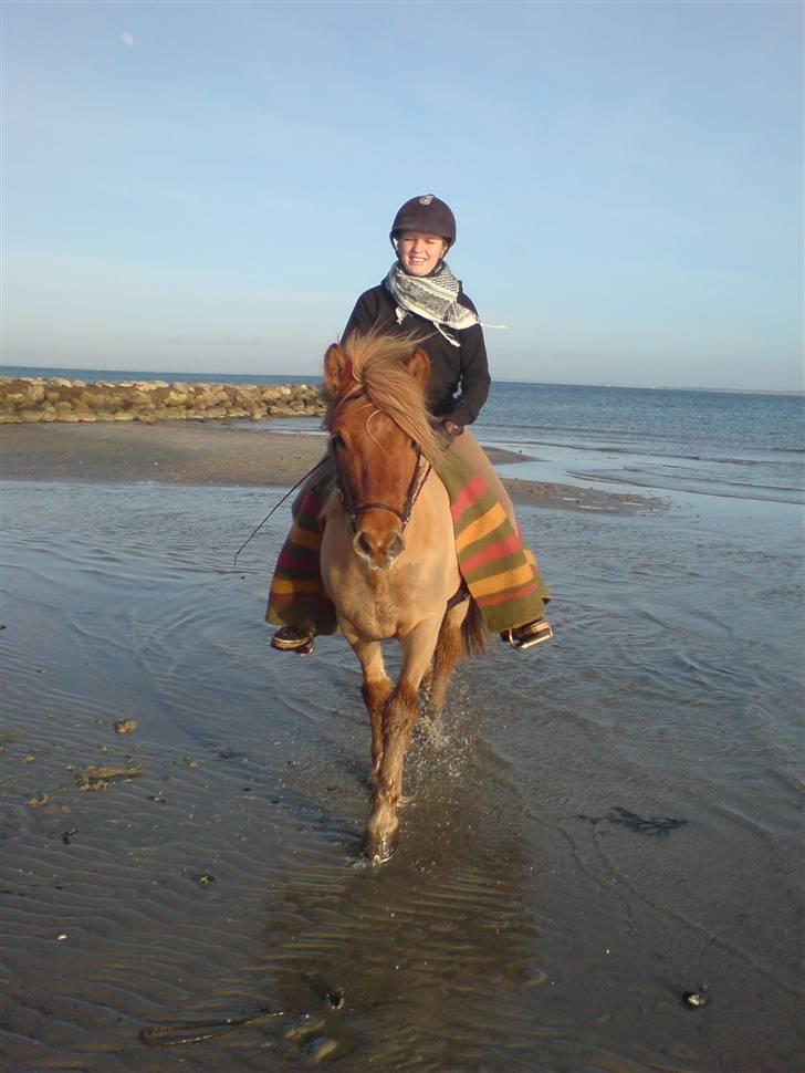 Islænder Tímon fra Korshøje  - I vandet. Foto: Martin Daltoft billede 3