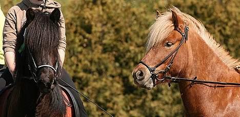 Islænder Tímon fra Korshøje  - Nummer 5 i T.8. Foto: Stine Gjeldstrup billede 4