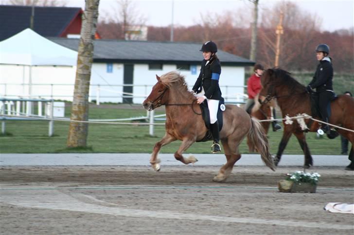 Islænder Tímon fra Korshøje  - Galop i 4.3 til bededagsstævnet 08. Foto: Stutteri Munkhøj billede 5