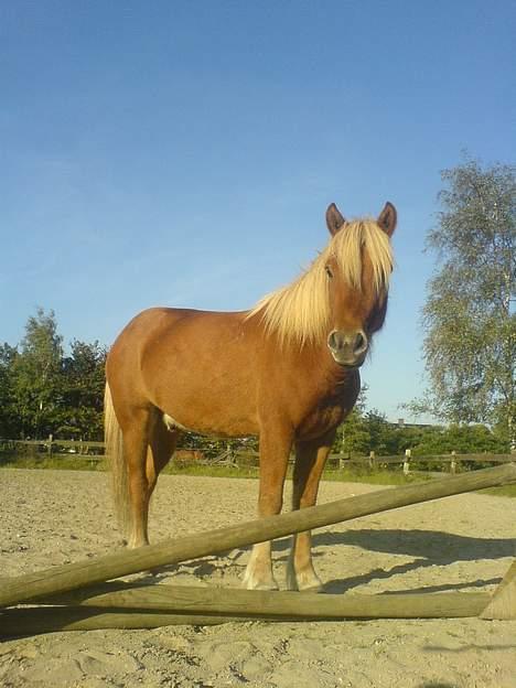 Islænder Tímon fra Korshøje  - Hygge på ridebanen. Foto: Sandra Elfort billede 6
