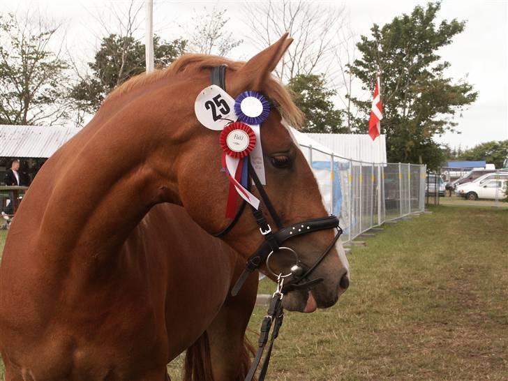 Frederiksborg <3 Lotte (Krone 1) <3 - Lotte Hjørring dyrskue 2007,  23 point og fløj. billede 4