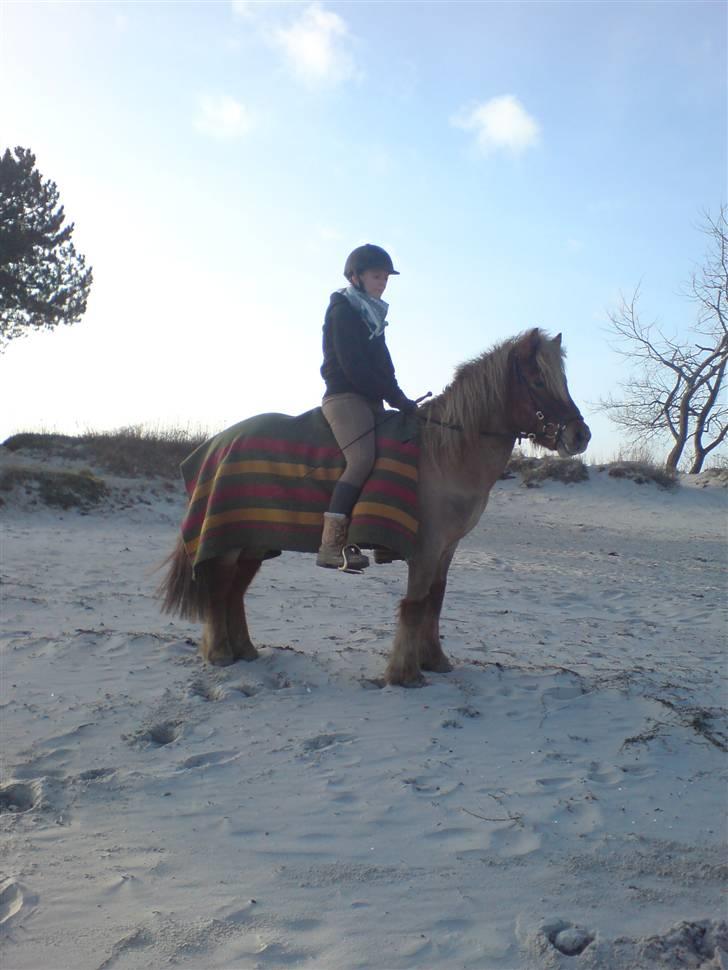 Islænder Tímon fra Korshøje  - Ved Nivå Havn Foto: Martin Daltoft billede 7