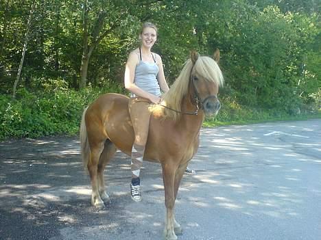Islænder Tímon fra Korshøje  - Tímon sommeren 2006. Foto: Martin Daltoft billede 8