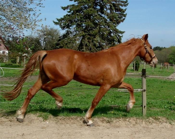 Frederiksborg <3 Lotte (Krone 1) <3 - 04-05-08  billede 6