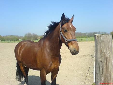 Oldenborg Jeppe af Østerholm (SOLGT - Jeppe på fold igen :D billede 5