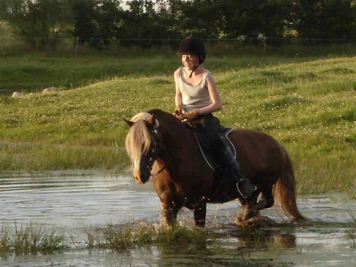 Welsh Pony af Cob-type (sec C) Menai William (RIP) - Sine og William deltog i ridelejren august 07 billede 20