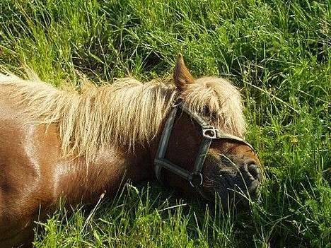 Islænder Tímon fra Korshøje  - T+imon tager sig en lur på sommerfolden Foto: Søgården billede 9