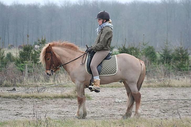 Islænder Tímon fra Korshøje  - Smukke hest. Foto: Vanessa Dreisig billede 11