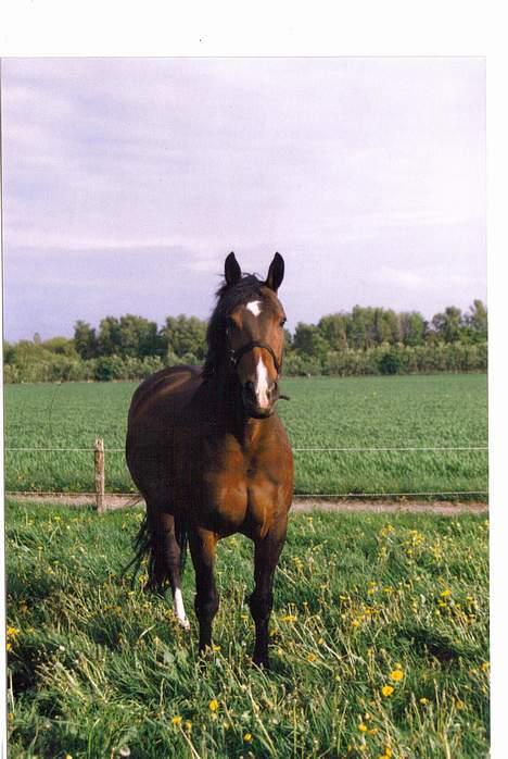 Oldenborg Calypso R.I.P (ingen udf) - hun er da køn ikke.? billede 3