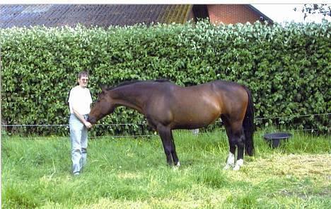 Oldenborg Calypso R.I.P (ingen udf) - har du noget? til mig? billede 7