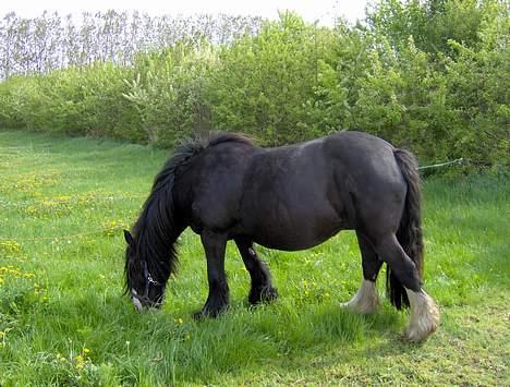 Irish Cob Barbie R.I.B - man blive jo ikke mindre billede 14