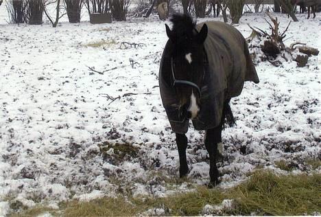 Oldenborg Calypso R.I.P (ingen udf) - calypso hygger sig på vinterfolden. billede 8