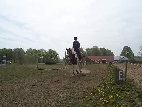 Pinto Kovo -solgt- - opvarmning den 06-05-07 billede 7
