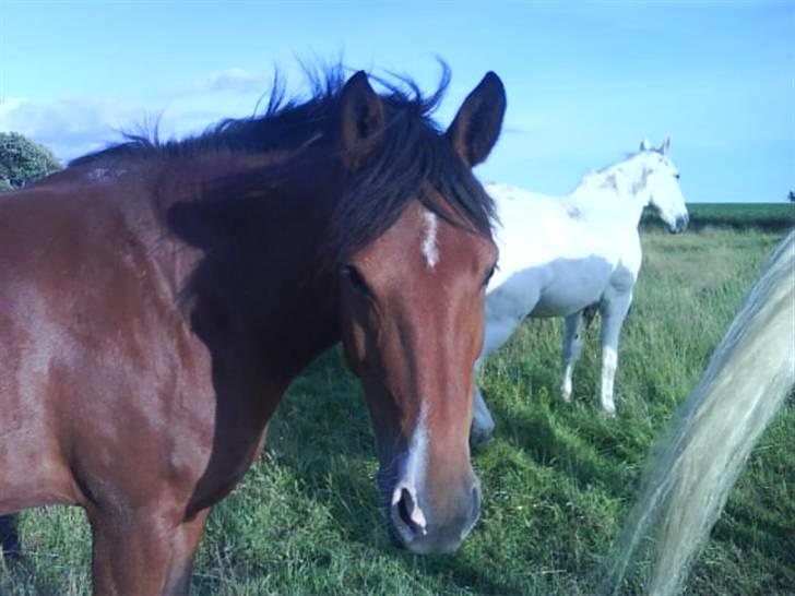 New Forest Fortune April Filly  - 17.  billede 14