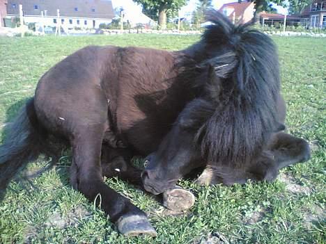 Shetlænder Mathiesen - er han total nuttet, eller er det bare mig ? :p billede 8