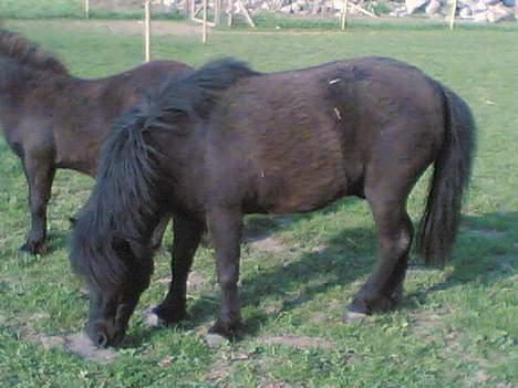 Shetlænder Mathiesen - Han er lille, men han er skøn! billede 9