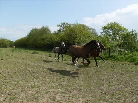 New Forest Pol's Amber - Jazz, Amber og P-tim tager lige en rask galop billede 3