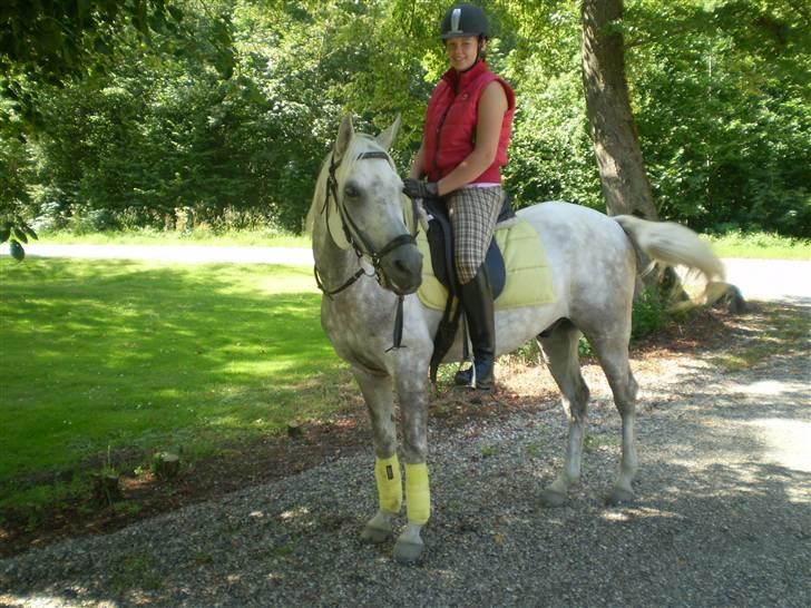 Arabisk fuldblod (OX) El Dominus billede 18