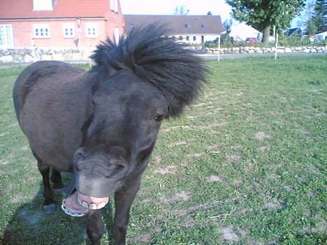 Shetlænder Mathiesen - hahahahah, skøre pony <3 billede 10