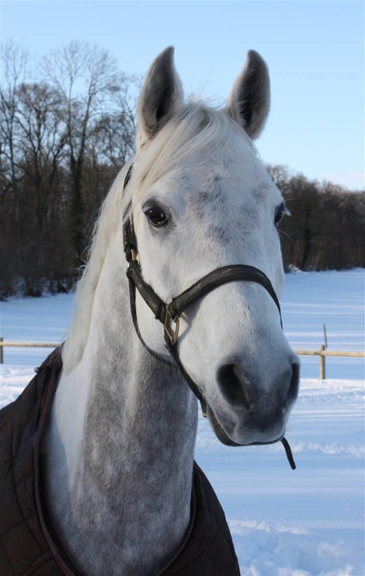 Arabisk fuldblod (OX) El Dominus billede 19