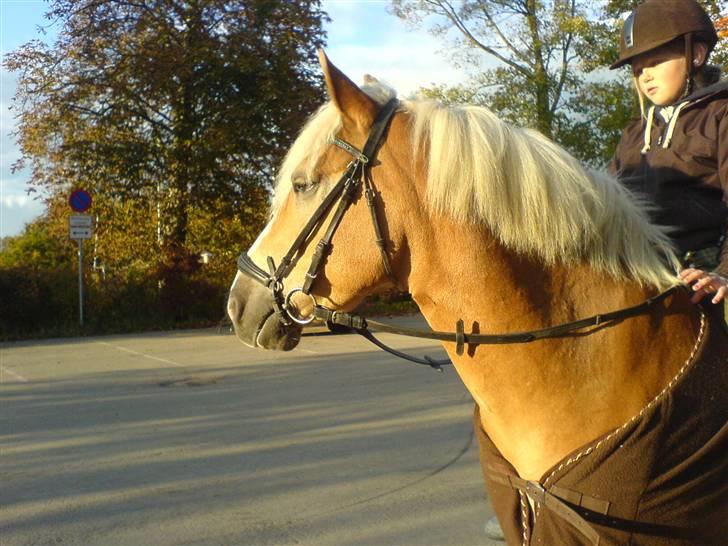 Haflinger Victor/Wildberg - Victor står model.. billede 1