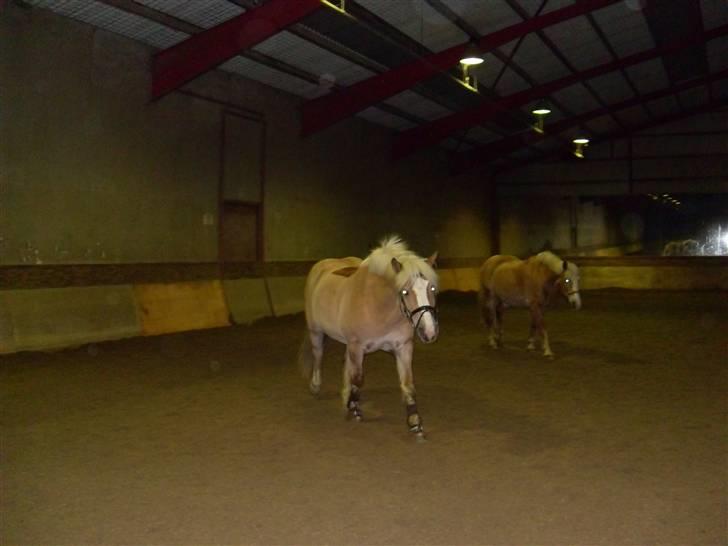 Haflinger Victor/Wildberg - Victor og Clalle inde i ridehuset :D billede 2