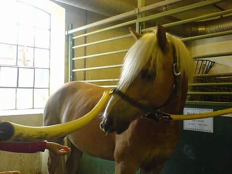 Haflinger Victor/Wildberg - Han prøver at tage gullerøden. billede 6