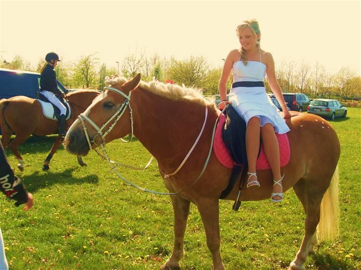 Haflinger Victor/Wildberg - Mig og Victor til min konfirmation billede 7