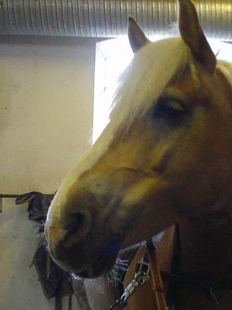 Haflinger Victor/Wildberg - Han lytter. billede 8