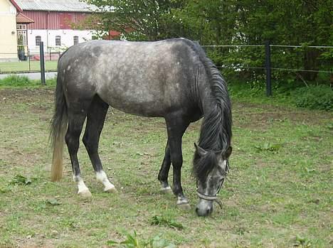 Anden særlig race (¯`v´¯)JAZZ billede 18