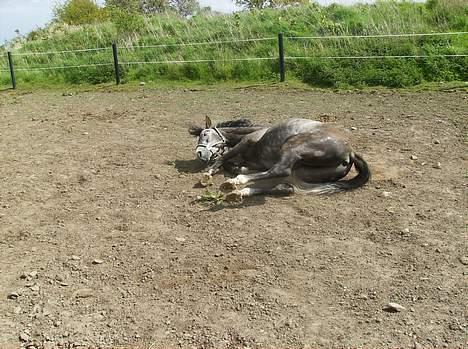 Anden særlig race (¯`v´¯)JAZZ billede 19