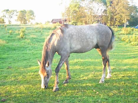 Arabisk fuldblod (OX) Kahfaz R.I.P - på sommerfold 3 år gammel  billede 1